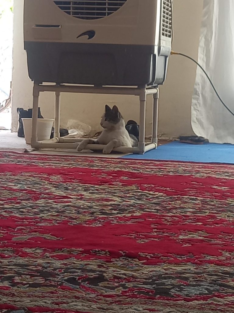 گربه زیبا